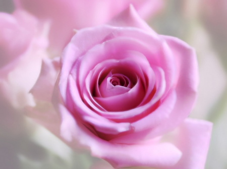 Rose - flower, nature, rose, soft