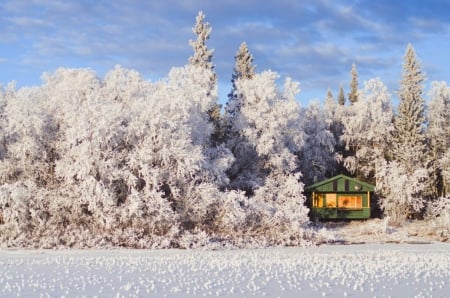 Winter - winter, nature, snow, cold