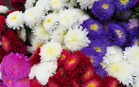 Colorful Crysanthemums - flowers, petals, crysanthemams, colorful