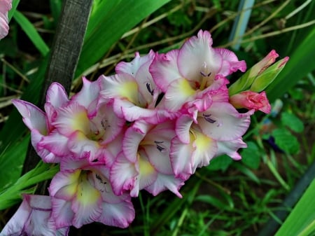 Gladiolus Flowers