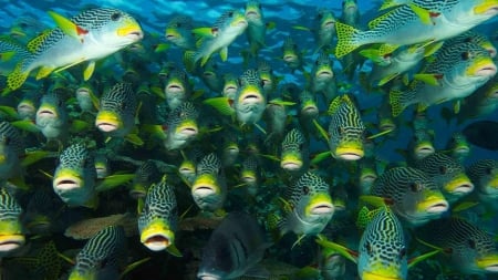 School of tropical fish