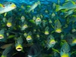 School of tropical fish