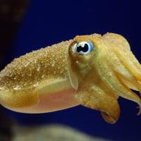 Cute baby cuttlefish