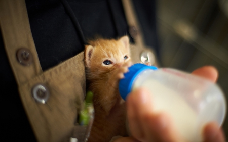 Time for my milk! - drink, milk, kitten, cats, feeding bottle, animals, kitty