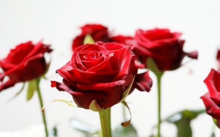 long stem red roses - red, stem, rose, long, flower