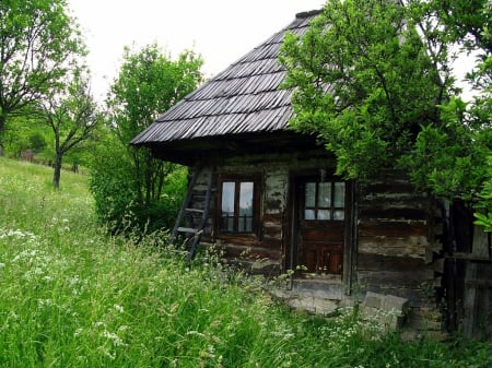 Old House in Field - trees, fields, green, houses, architecture