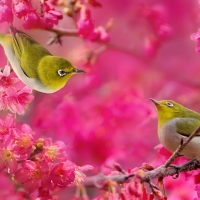 Japanese White Eyed Birds on Pink Blossoms
