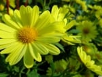 Yellow Daisies