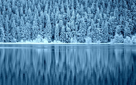 Snowy Forest Reflection