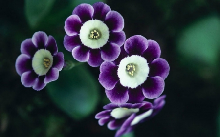 Beautiful Flowers - flowers, purple, petals, nature