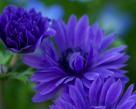 Beautiful Flowers - flowers, petals, nature, blue