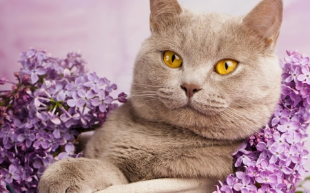 Beauty - purple, animal, pink, beauty, cat, yellow, lilac, eyes, british shorthair