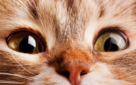 Kitten's eyes - animal, cute, kitten, cat, eyes