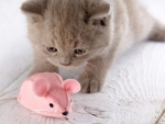 Pink toy for a cute kitten