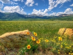 flowers in a field