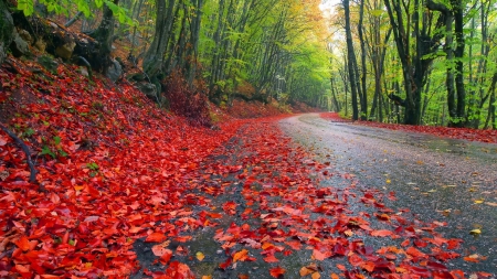 forest road - fun, fores, trees, nature, cool