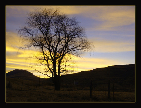 Tree - nature, trees