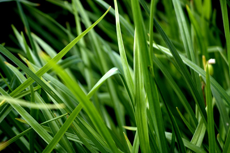 Grass Hevens way of saying hi  - grass, green