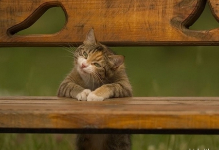 cat - bench, cat, light