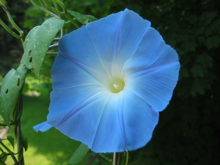 morning glory - flower, glory, morning