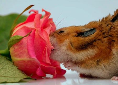 The Aroma Of The Rose - hamster, smelling rose, aroma, pink, pink rose, rose