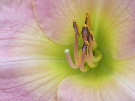 macro look - daylily, flower, nature, closeup