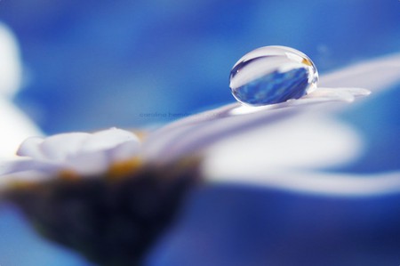 Blue Drop Flower - flowers, nature