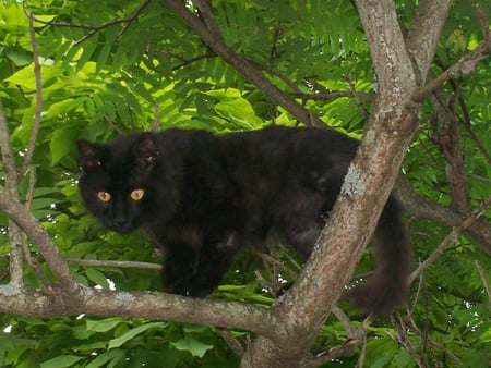 Black Cat - black, 3d, animals, cat