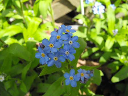 Forget me not - flowers, nature, blue, green