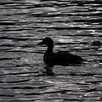 Black water black duck