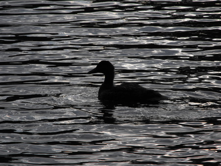 Black water black duck - animal, water, black, duck, nature