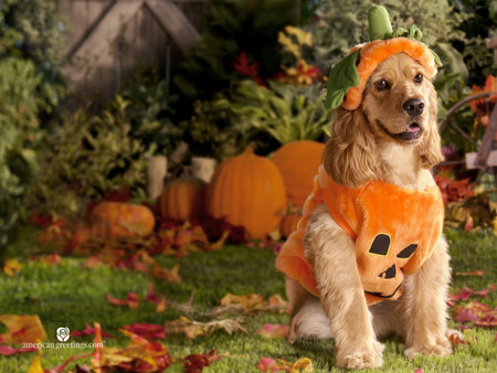 Halloween Dressup - pumpkins, costume, halloween, dog, garden