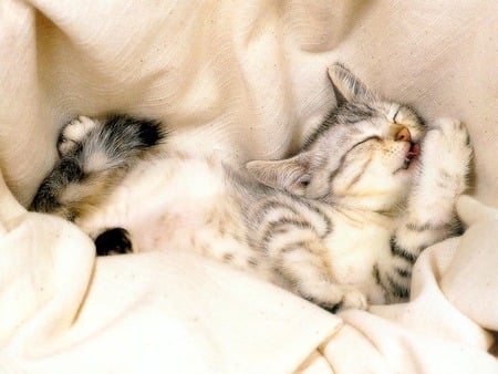 Comfy Kitten - tabby, sleeping, bed sheet, kitten