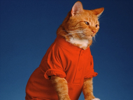 Dress up cats - ginger cat, red t shirt