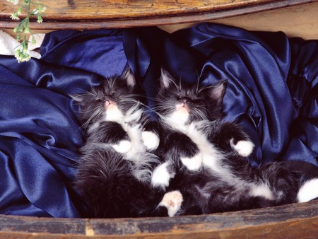 Black and White Kittens - drawer, blue satin, kittens, cats, sleeping