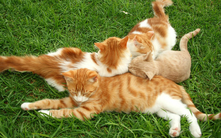 Ginger Cat Pile Up - lawn, paler cat, kittens, ginger cats, pile up, grass