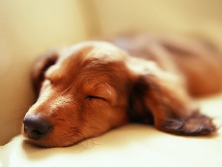 Sweet Dreams - dog, daschund, sleeping, dreams