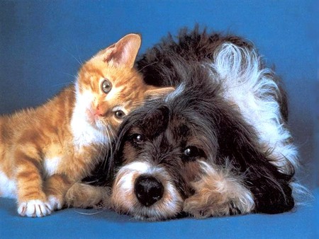 Snuggling Up - snuggled up, ginger cat, dog, shaggy, kitten