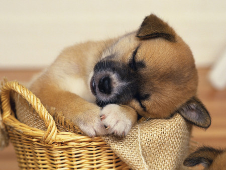 Sleepy little puppy - dog, basket, fauna, animal, blanket, natureza, puppy, sleeping, fofinho