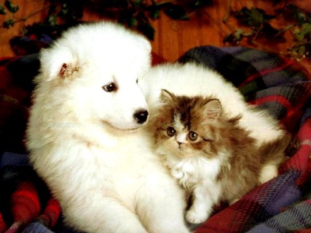 Cuddly Pair - white fluffy dog, persian kitten, sofa, puppy, cat, snuggled