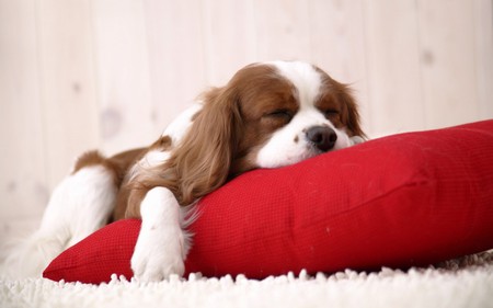 Catching 40 winks - red pillow, shagpile carpet, king charles spaniel, dog, sleeping