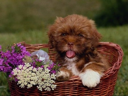 Flowers for you - dog, brown puppy, basket, flowers, grass