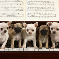 Musical Chihuahuas