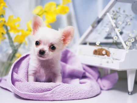 Piano Puppy - white piano, yellow flowers, chihuahua puppy, dog, mauve blanket