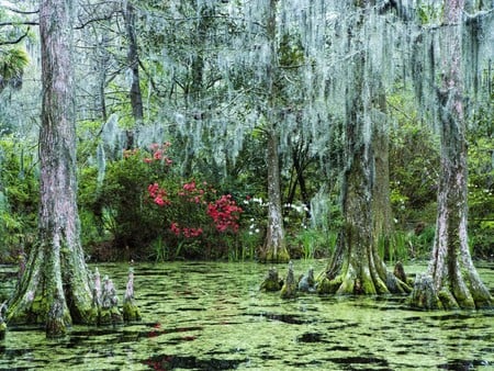 Sunken Woods - misty, flowers, trees, swamp, marsh, woods