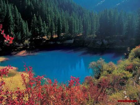 Beauty in nature - blue lake, pine forest