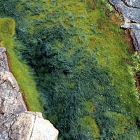 Seaside Granite