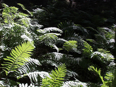 Rainforest Ferns - ferns, rainforest