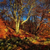 Rusty Leaves