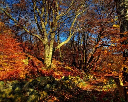 Rusty Leaves - mountain, autumn leaves, trees